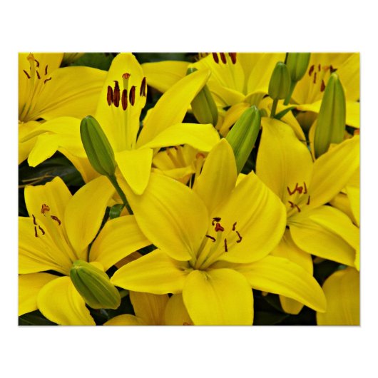 Gele Aziatische gelilies Floral Perfect Poster (Voorkant)