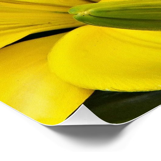 Gele Aziatische gelilies Floral Perfect Poster (Hoek)