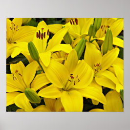 Gele Aziatische lelies bloem fotografisch Poster