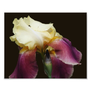 Gele baardIris Bloem 8x10 Foto Afdruk