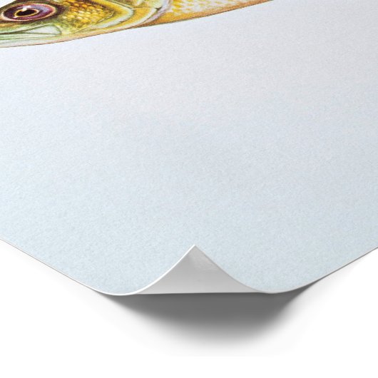 Gele baars poster (Hoek)