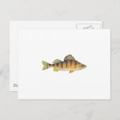 Gele baars (zonder titel) briefkaart (Voorkant / Achterkant)