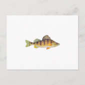 Gele baars (zonder titel) briefkaart (Voorkant)