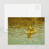 Gele baby gans in water briefkaart (Voorkant / Achterkant)