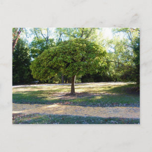 gele baksteen weg 2 Briefkaart