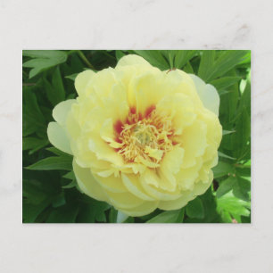  gele Bartzella Peony Flower Bloom PC Feestdagenkaart