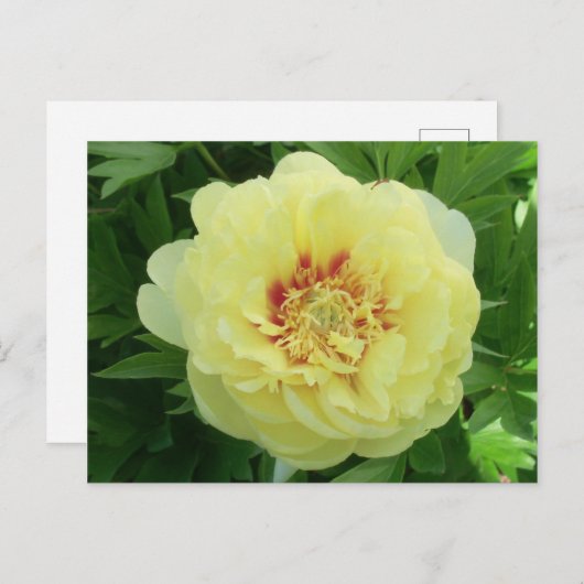  Gele Bartzella Pioenbloem Bloem PC Feestdagenkaart (Voorkant / Achterkant)