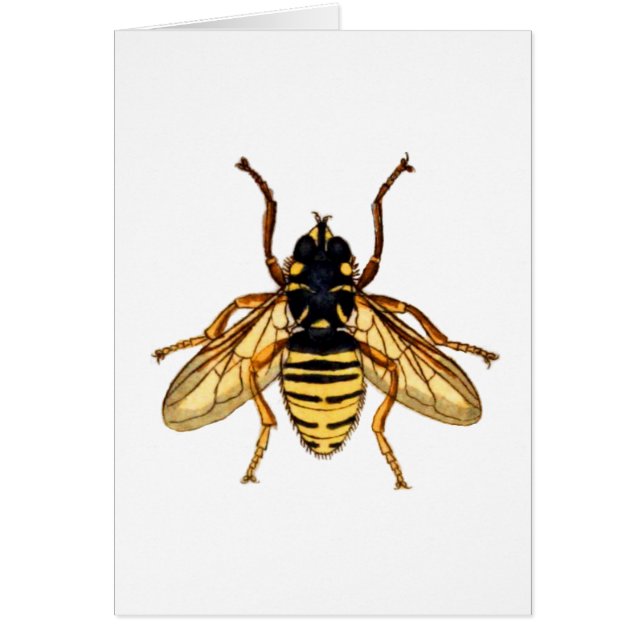 Gele Bee (Voorkant)