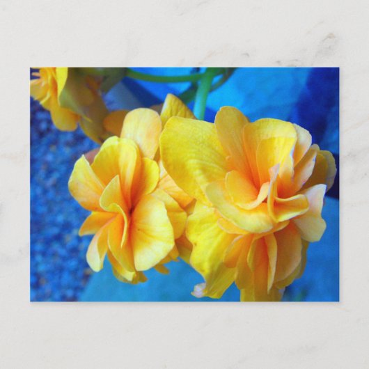 Gele Begonias Briefkaart (Voorkant)