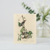 Gele-bellied sachker, Audubon Birds of America Briefkaart (Staand voorkant)