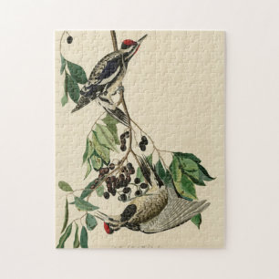 Gele-bellied sachker, Audubon Birds of America Legpuzzel