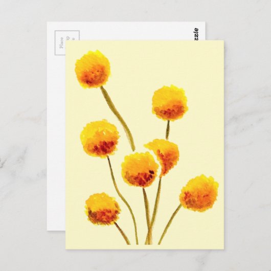 Gele Billy Button (Australische bloem) Briefkaart (Voorkant / Achterkant)
