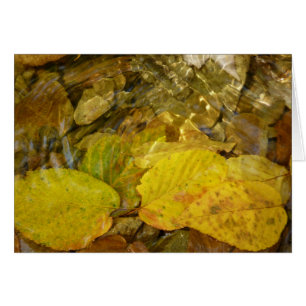 Gele Birch Leaves in Stream