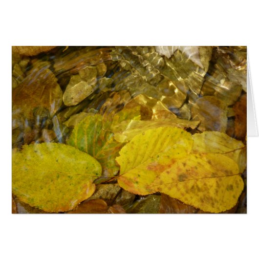 Gele Birch Leaves in Stream (Voorkant Horizontaal)