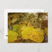 Gele Birch Leaves in Stream Briefkaart (Voorkant / Achterkant)