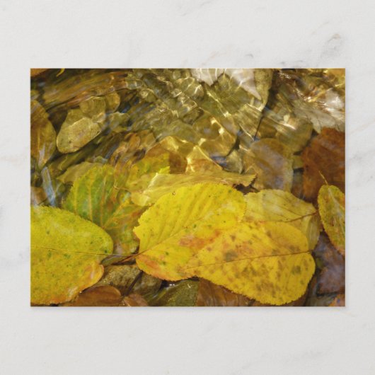 Gele Birch Leaves in Stream Briefkaart (Voorkant)