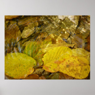 Gele Birch Leaves in Stream Poster