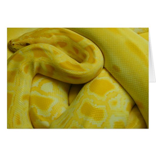 Gele Birmese Python (Voorkant Horizontaal)