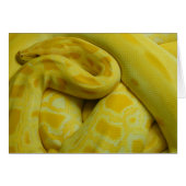 Gele Birmese Python (Voorkant Horizontaal)