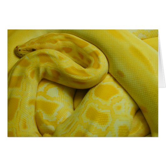 Gele Birmese Python (Voorkant Horizontaal)