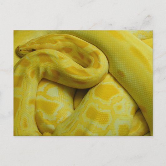 Gele Birmese Python Briefkaart (Voorkant)