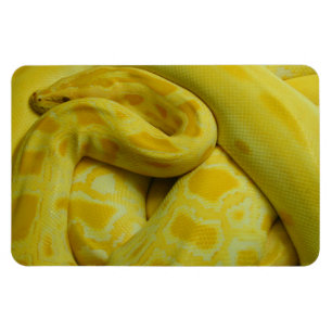 Gele Birmese Python Magneet