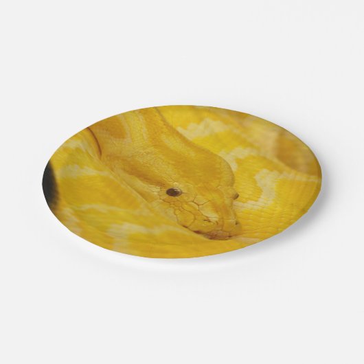 Gele Birmese Python Papieren Bordje (Gekanteld)