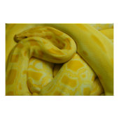 Gele Birmese Python Perfect Poster (Voorkant)