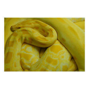 Gele Birmese Python Perfect Poster