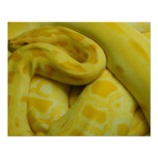 Gele Birmese Python Poster (Voorkant)
