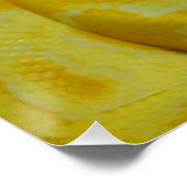 Gele Birmese Python Poster (Hoek)