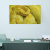 Gele Birmese Python Spandoek (Beurs)