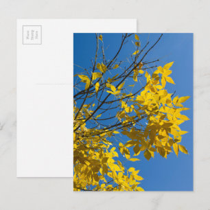 Gele Bladeren Esboom Herfst Natuurfotografie Briefkaart