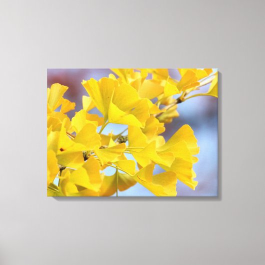 Gele bladeren Ginkgo-boom Canvas Afdruk (Voorkant)