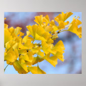 Gele bladeren Ginkgo-boom Poster (Voorkant)