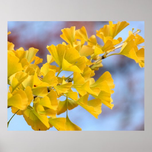 Gele bladeren Ginkgo-boom Poster (Voorkant)