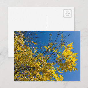 Gele bladeren op de asboom van de Herfst met blauw Briefkaart
