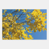 Gele bladeren op de Natuur van de Ash-boom van de  Inpakpapier Vel (Voorkant)