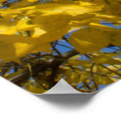 Gele bladeren op Herfst Ash Tree Fotografie Poster (Hoek)