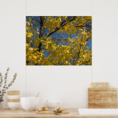 Gele bladeren op Herfst Ash Tree Fotografie Poster (Keuken)