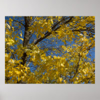 Gele bladeren op Herfst Ash Tree Fotografie