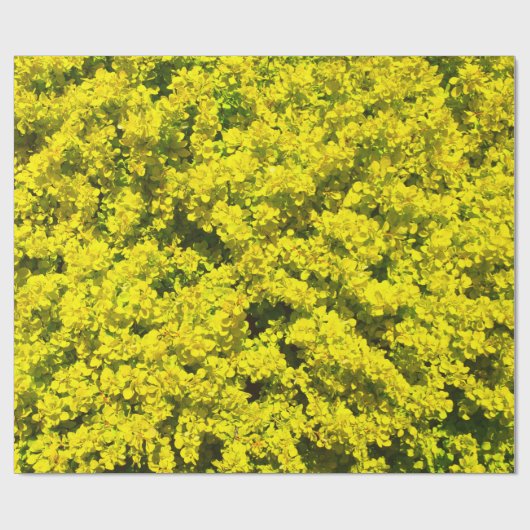 Gele bloeiende bieren Golden Sjabloon Woadwaxen Cadeaupapier (Vlak)