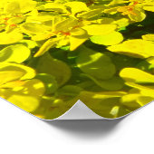 Gele bloeiende bieren Golden Sjabloon Woadwaxen Poster (Hoek)