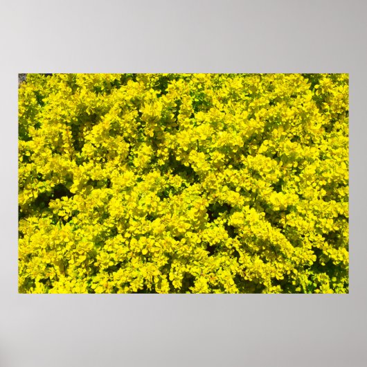 Gele bloeiende bieren Golden Sjabloon Woadwaxen Poster (Voorkant)