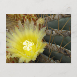 Gele bloeiende cactus briefkaart