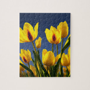 Gele bloeiende tulpen, legpuzzel