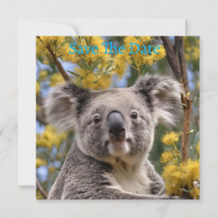 Gele bloeiende waterkokerboom met een koala, save the date
