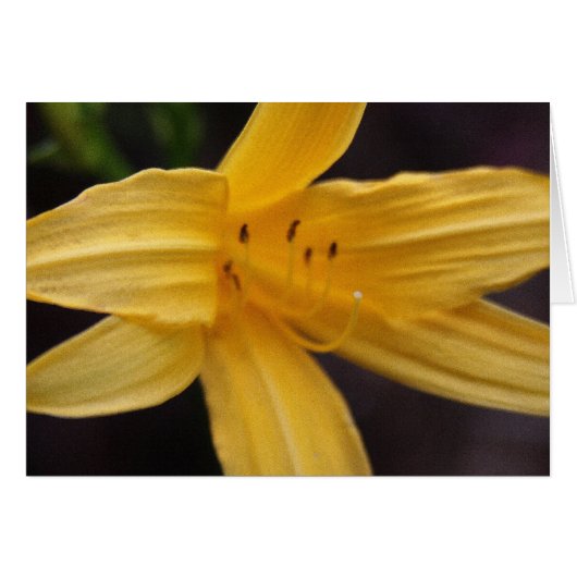 gele bloem (Voorkant Horizontaal)