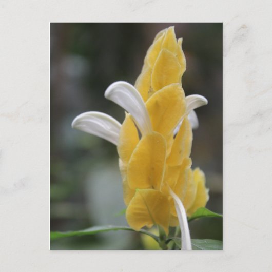Gele bloem # 2 briefkaart (Voorkant)