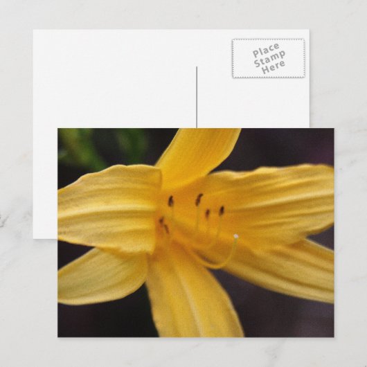 gele bloem briefkaart (Voorkant / Achterkant)